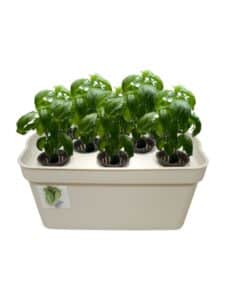 İzmir Hidroponik Çilek Sistemi 1 ÖzkaBox hidroponik topraksız tarım yetiştirme seti ile evde marul, çilek ve yeşillik üretimi