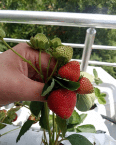 Topraksız Tarım Çilek Başlangıç Seti