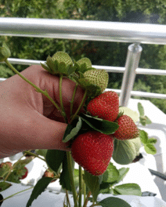 Topraksız tarım hobi seti ile evde çilek üretimi