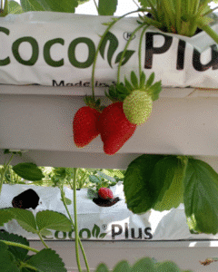 Topraksız tarım hobi seti ile evde çilek üretimi