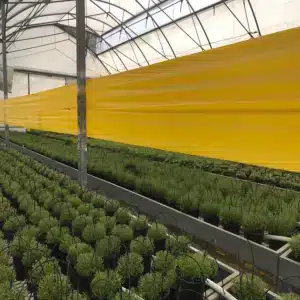 Topraksız Tarım Kiti 1 Yapışkan sarı rulo tuzak 15x100 metre – seralarda haşere kontrolü için