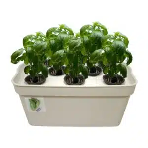 ÖzkaBox hidroponik topraksız tarım yetiştirme seti ile evde marul, çilek ve yeşillik üretimi