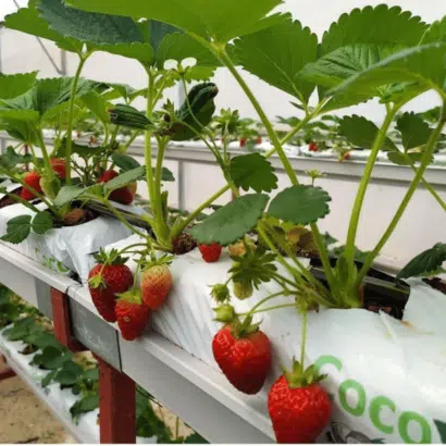 Çilek üretimi için cocopeat torfu – topraksız tarım