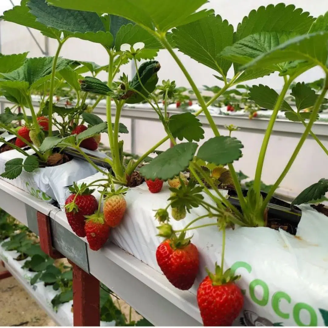 Çilek üretimi için cocopeat torfu – topraksız tarım