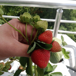 Topraksız Tarım Çilek Başlangıç Seti