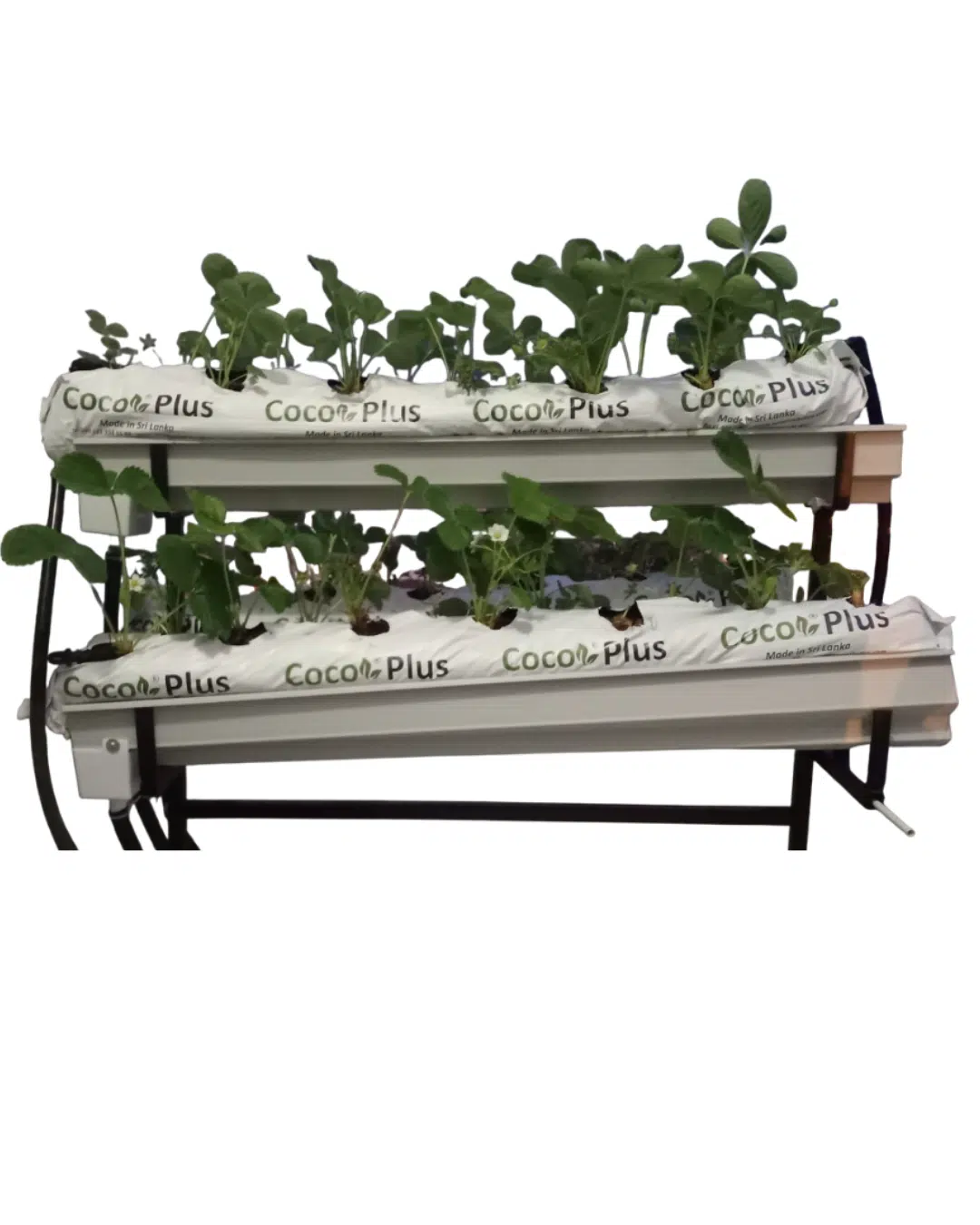 Topraksız tarım hobi seti ile evde çilek üretimi