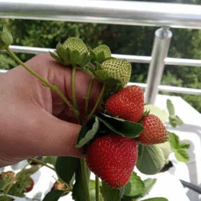 Topraksız tarım hobi seti ile evde çilek üretimi