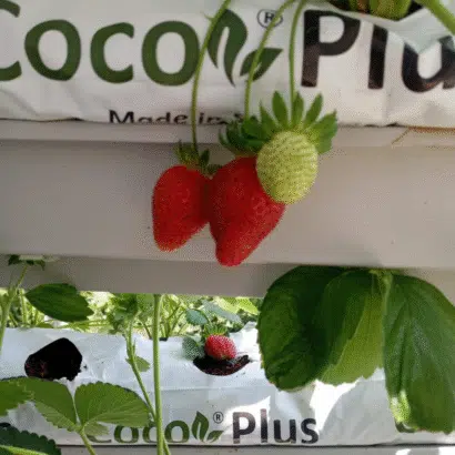 Topraksız tarım hobi seti ile evde çilek üretimi