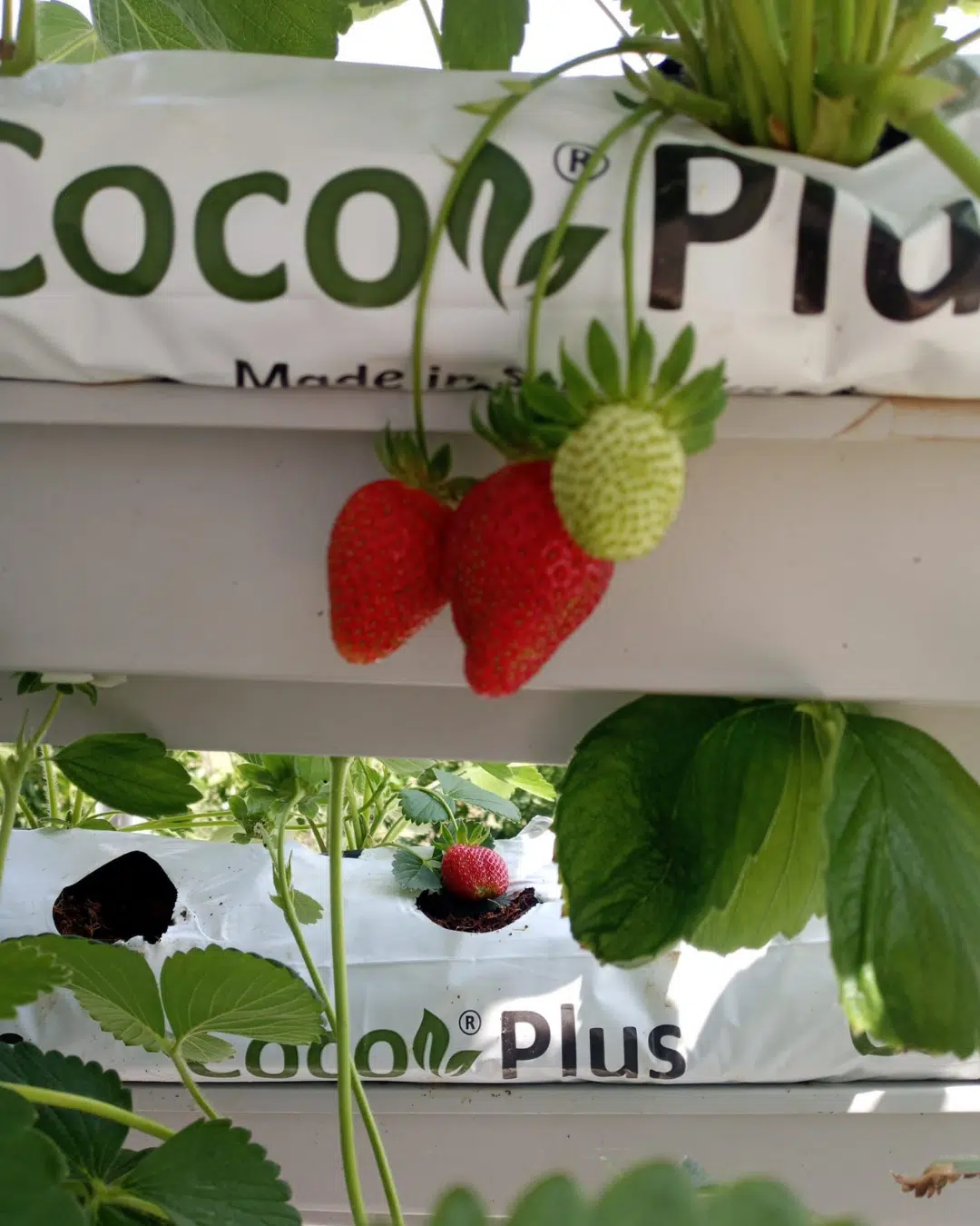 Topraksız tarım hobi seti ile evde çilek üretimi