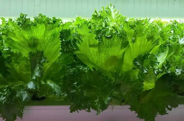 DİKEY TARIM LEDLİ TOPRAKSIZ TARIM LEDLİ İNDOOR ÜRETİM SETİ 5 DİKEY TARIM LEDLİ TOPRAKSIZ TARIM LEDLİ İNDOOR ÜRETİM SETİ