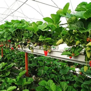 Üçlü topraksız çilek üretim seti – cocopeat, kanal ve drenaj içerir