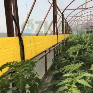 Yapışkan rulo tuzak 30x100 metre sarı – seralarda haşere kontrolü için geniş yüzeyli çözüm