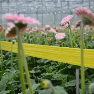 Yapışkan sarı rulo tuzak 15x100 metre – seralarda haşere kontrolü için