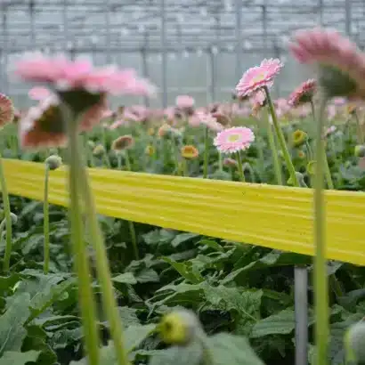 Yapışkan sarı rulo tuzak 15x100 metre – seralarda haşere kontrolü için