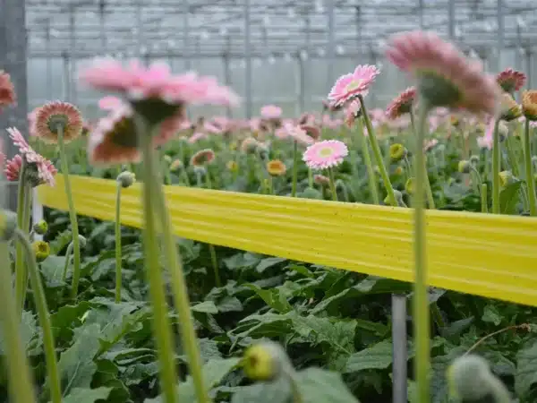 Yapışkan sarı rulo tuzak 15x100 metre – seralarda haşere kontrolü için