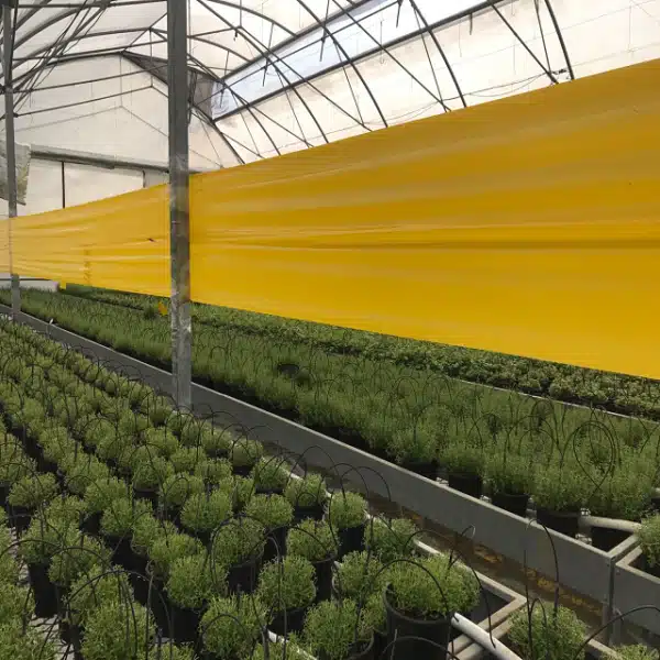 Yapışkan sarı rulo tuzak 15x100 metre – seralarda haşere kontrolü için