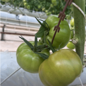 Salkım tutucu J baston domates salkım destek aparatı