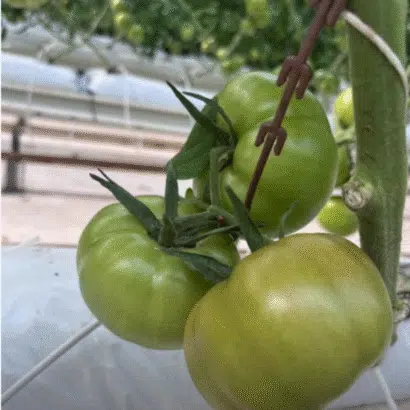 Salkım tutucu J baston domates salkım destek aparatı