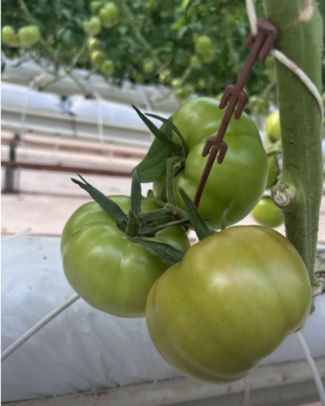 Salkım tutucu J baston domates salkım destek aparatı