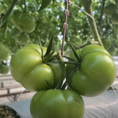 Salkım tutucu J baston domates salkım destek aparatı
