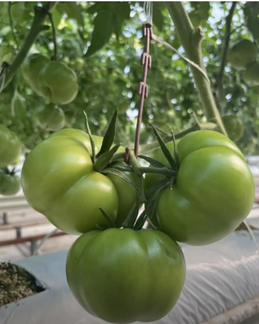 Salkım tutucu J baston domates salkım destek aparatı
