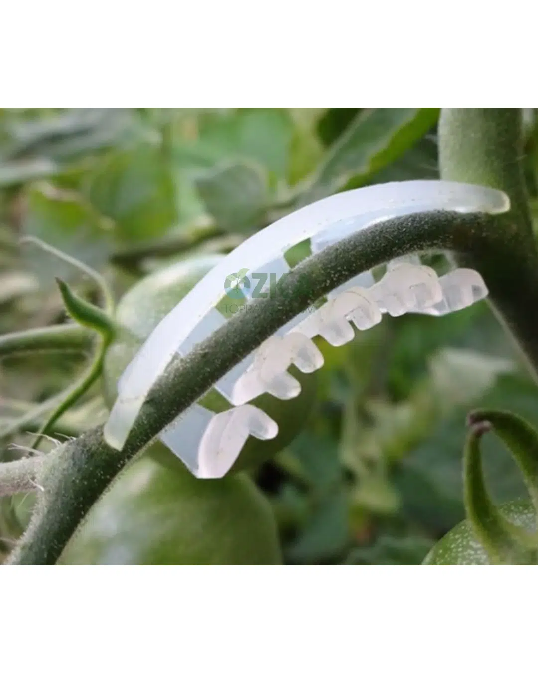 Salkım Koruma Klipsi