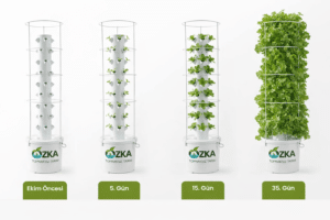 İzmir Hidroponik Sistemle Topraksız Tarım Nasıl Yapılır